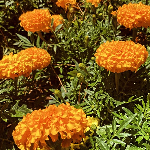 özel ders öğretmeni